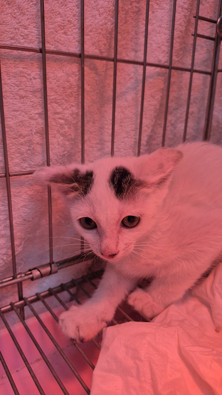 新北市八里區公立動物之家,編號:437793, 混種貓                 