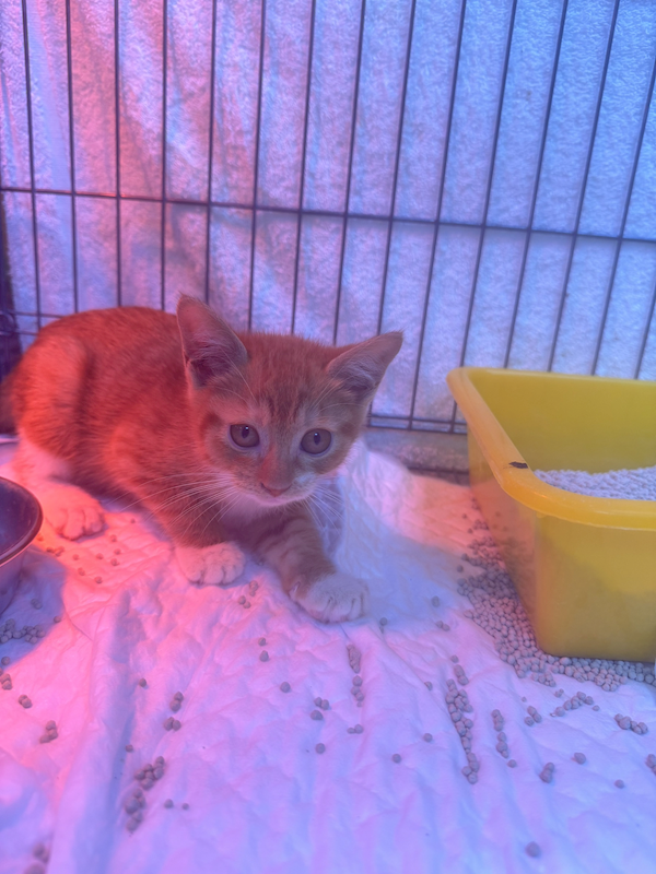 新北市八里區公立動物之家,編號:437968, 混種貓                 