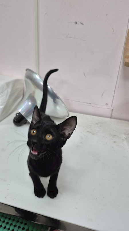 新北市八里區公立動物之家,編號:437786, 混種貓                 