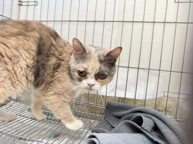 新北市板橋區公立動物之家,編號:430094, 英國短毛貓               