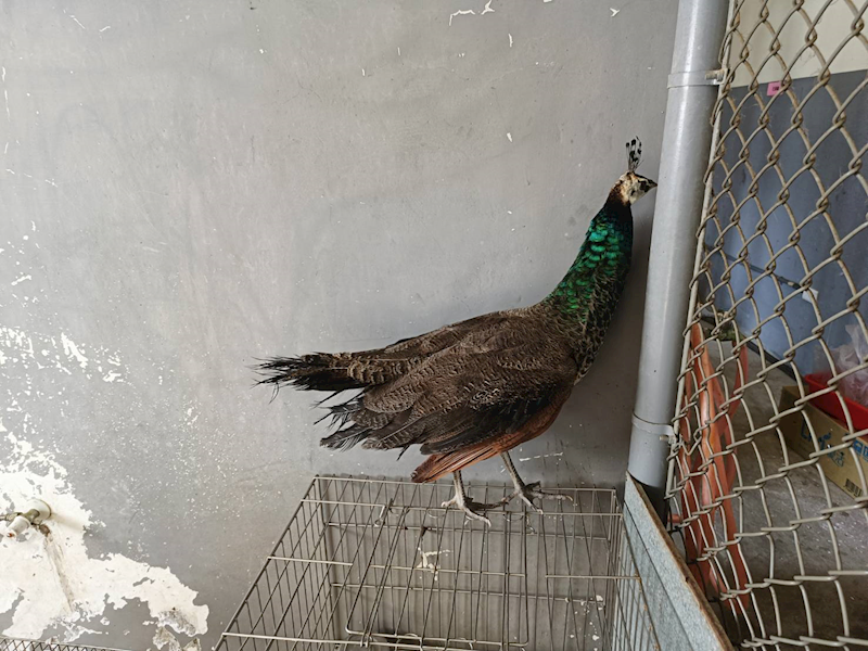 新竹市動物保護教育園區,編號:435182, 藍孔雀