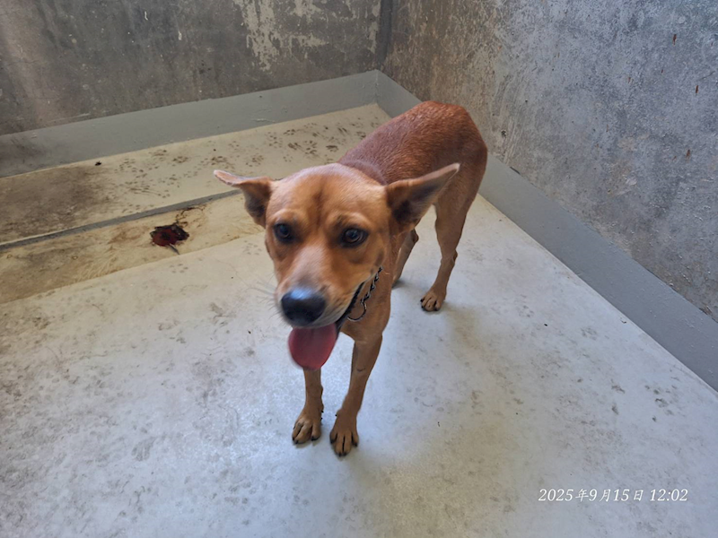 基隆市寵物銀行,編號:422431, 混種犬          