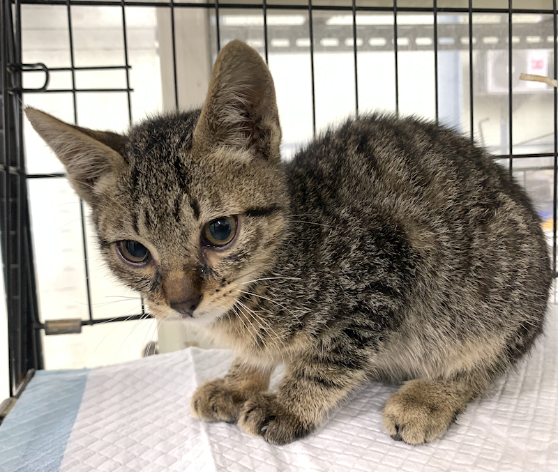 臺北市動物之家,編號:437651, 混種貓                 