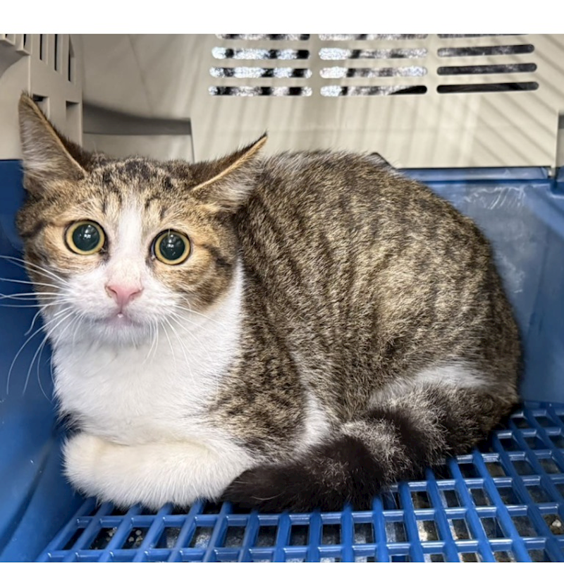 臺北市動物之家,編號:435745, 混種貓                 