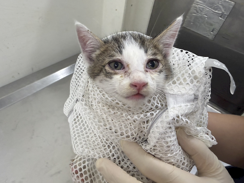 臺北市動物之家,編號:436083, 混種貓                 