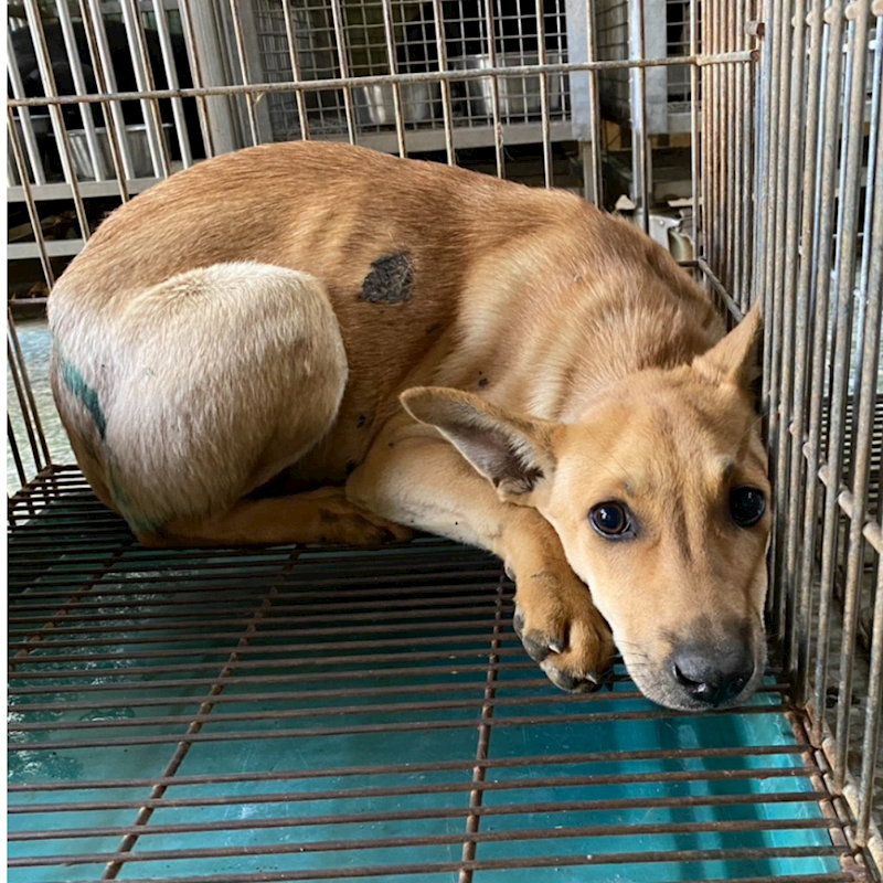 臺南市動物之家善化站,編號:438112, 混種犬          