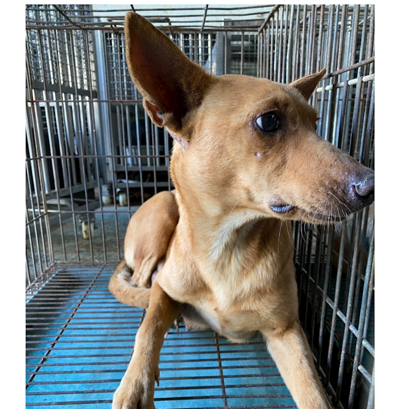 臺南市動物之家善化站,編號:438111, 混種犬          