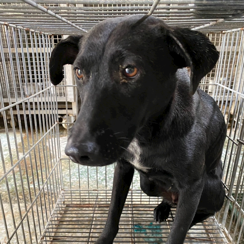 臺南市動物之家善化站,編號:438109, 混種犬          