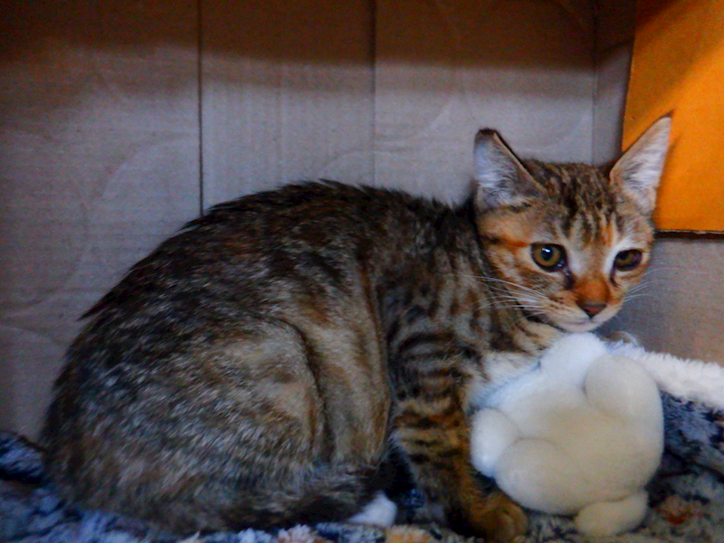 南投縣公立動物收容所,編號:438110, 混種貓                 