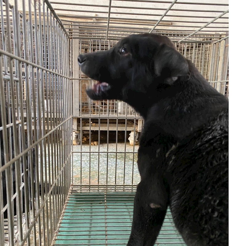 臺南市動物之家善化站,編號:438107, 混種犬          