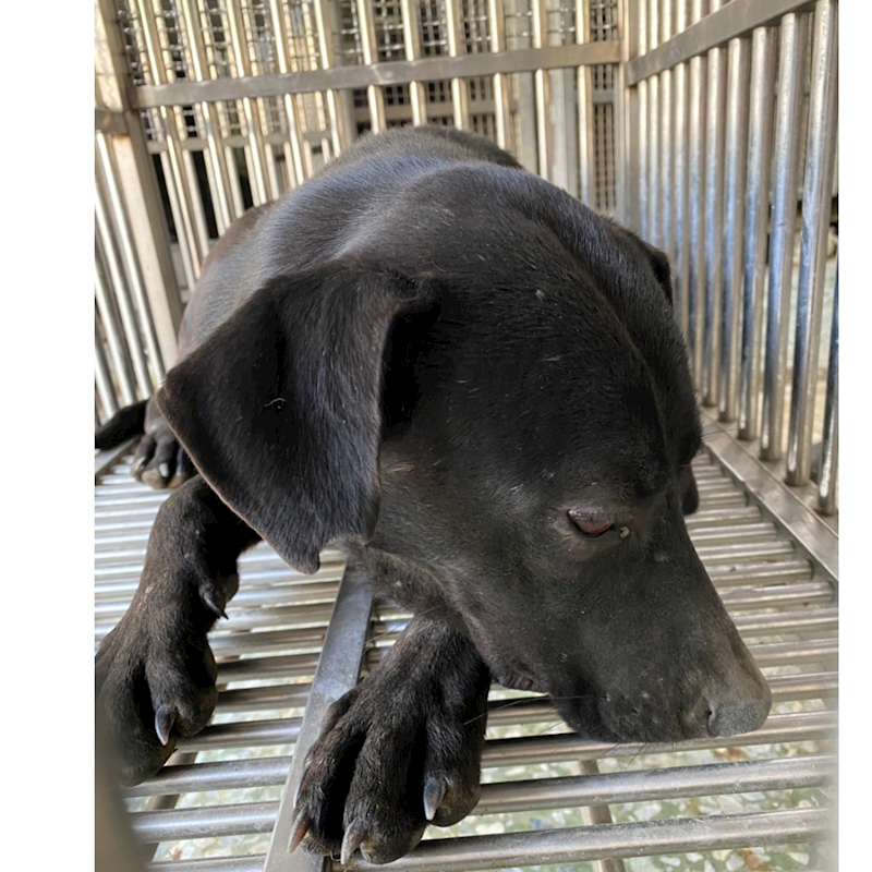 臺南市動物之家善化站,編號:438105, 混種犬          