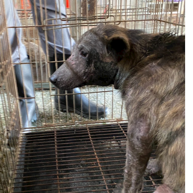 臺南市動物之家善化站,編號:438104, 混種犬          