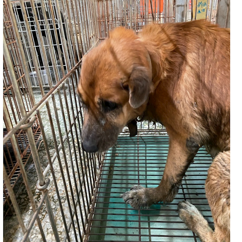 臺南市動物之家善化站,編號:438103, 混種犬          