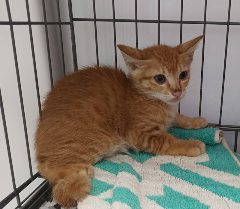 新北市板橋區公立動物之家,編號:426419, 混種貓                 