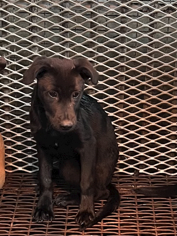 彰化縣流浪狗中途之家,編號:438092, 混種犬          