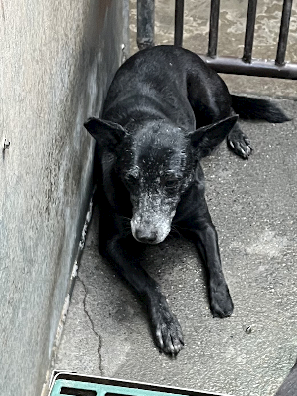 彰化縣流浪狗中途之家,編號:438090, 混種犬          