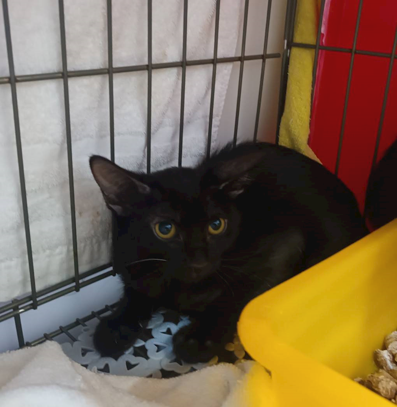 新北市板橋區公立動物之家,編號:431856, 混種貓                 