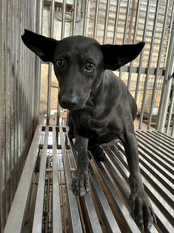 彰化縣流浪狗中途之家,編號:427145, 混種犬          