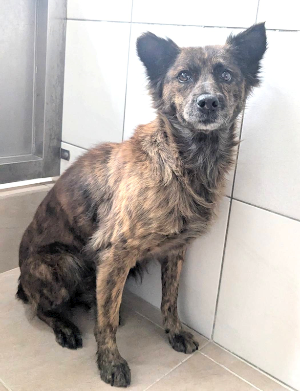 新竹縣動物保護教育園區,編號:438057, 混種犬          