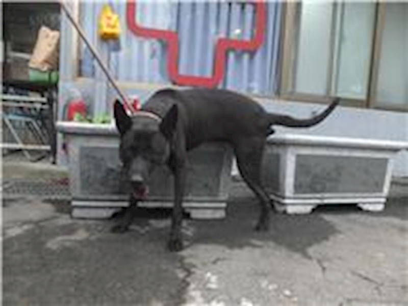 新北市板橋區公立動物之家,編號:236682, 混種犬          
