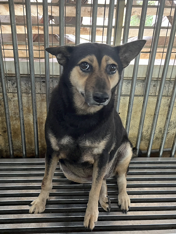 彰化縣流浪狗中途之家,編號:434772, 混種犬          