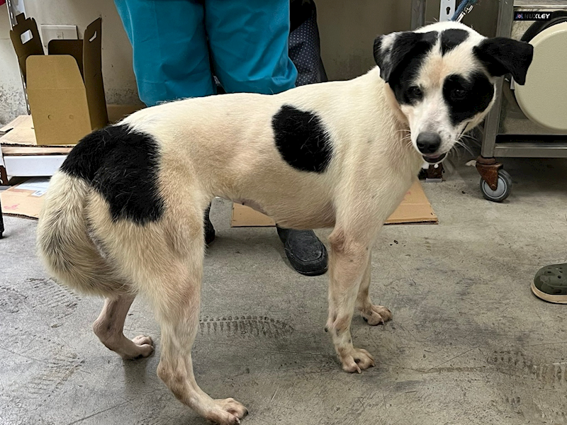 臺北市動物之家,編號:431171, 混種犬          