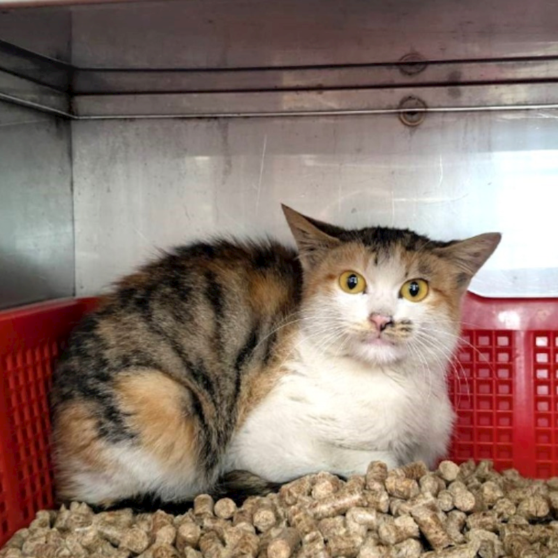 新竹縣動物保護教育園區,編號:437582, 混種貓                 