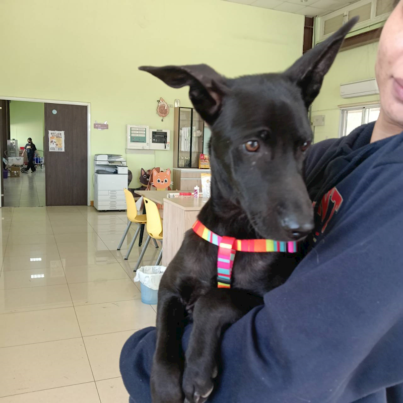 屏東縣公立犬貓中途之家,編號:438037, 混種犬          