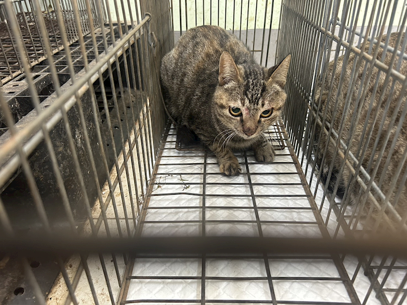 金門縣動物收容中心,編號:438030, 混種貓                 