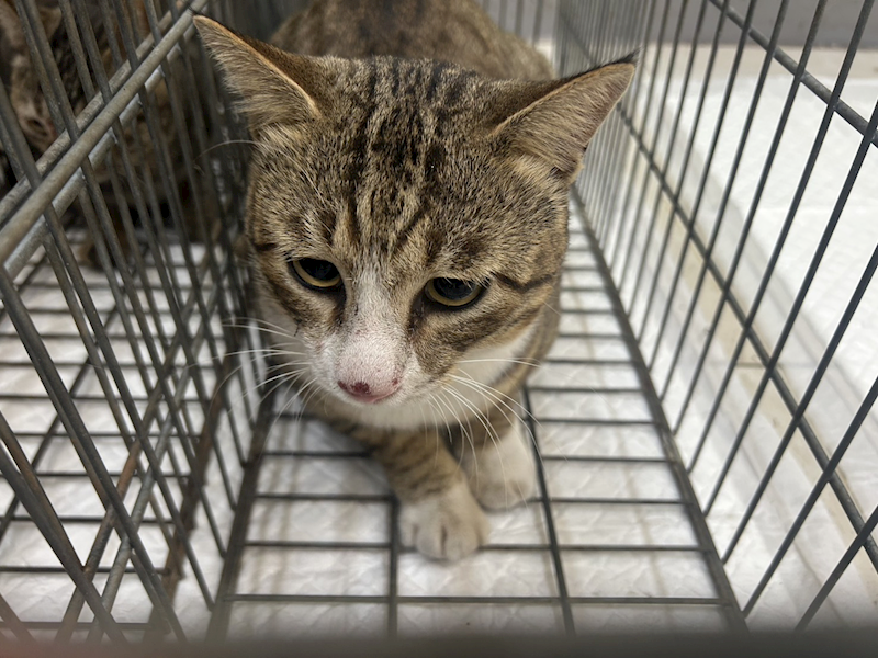 金門縣動物收容中心,編號:438029, 混種貓                 