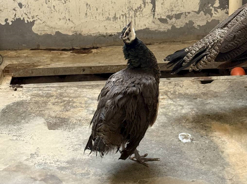 新竹市動物保護教育園區,編號:438036, 藍孔雀