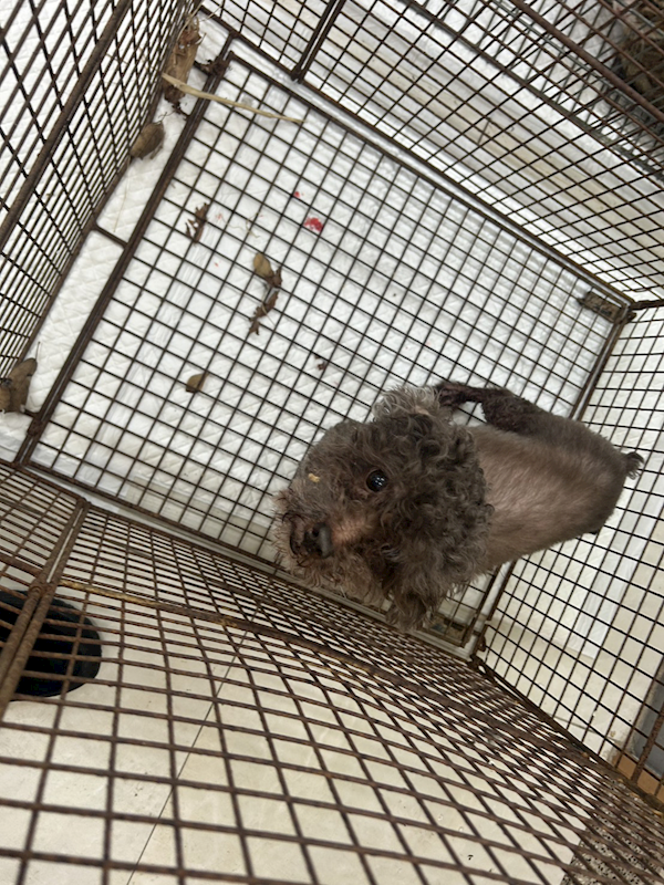 金門縣動物收容中心,編號:438028, 貴賓犬        