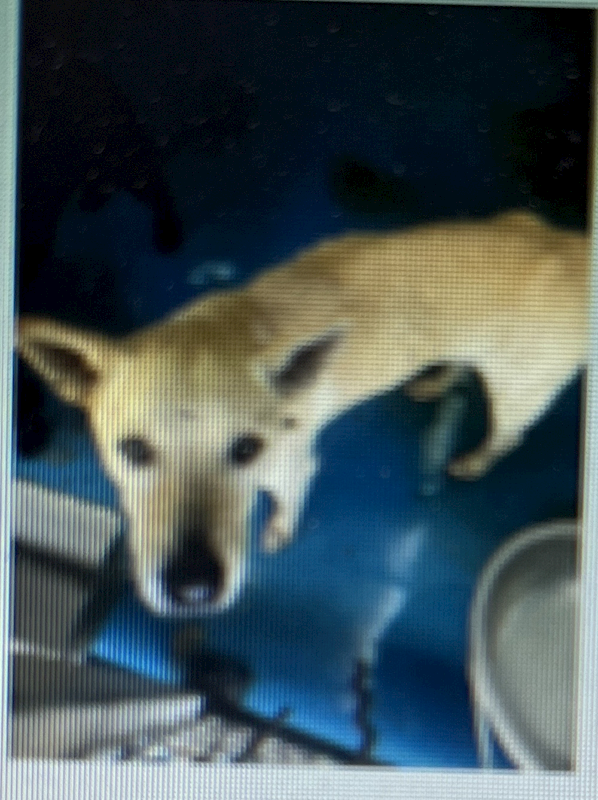 苗栗縣動物保護教育園區,編號:438034, 混種犬          