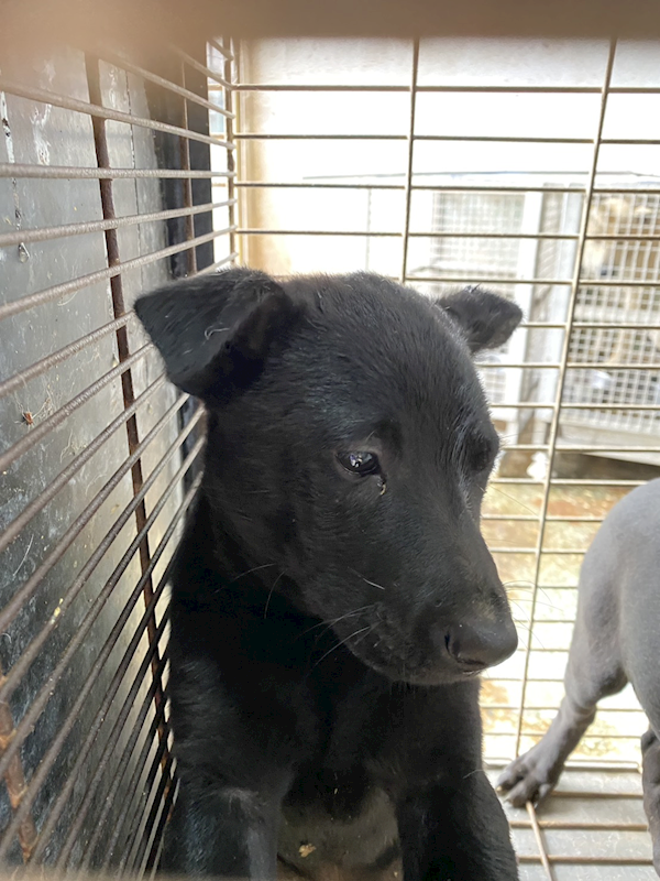 臺南市動物之家善化站,編號:437993, 混種犬          