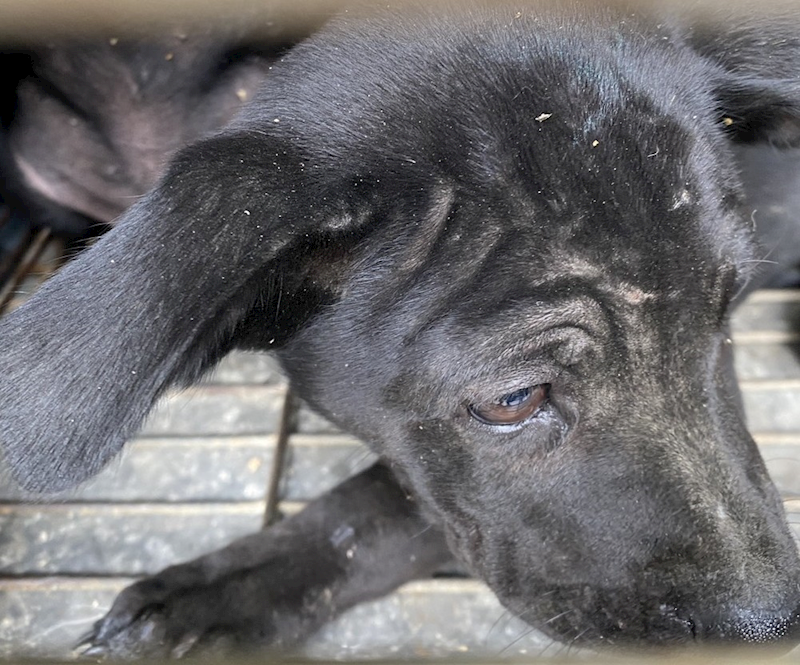 臺南市動物之家善化站,編號:437994, 混種犬          