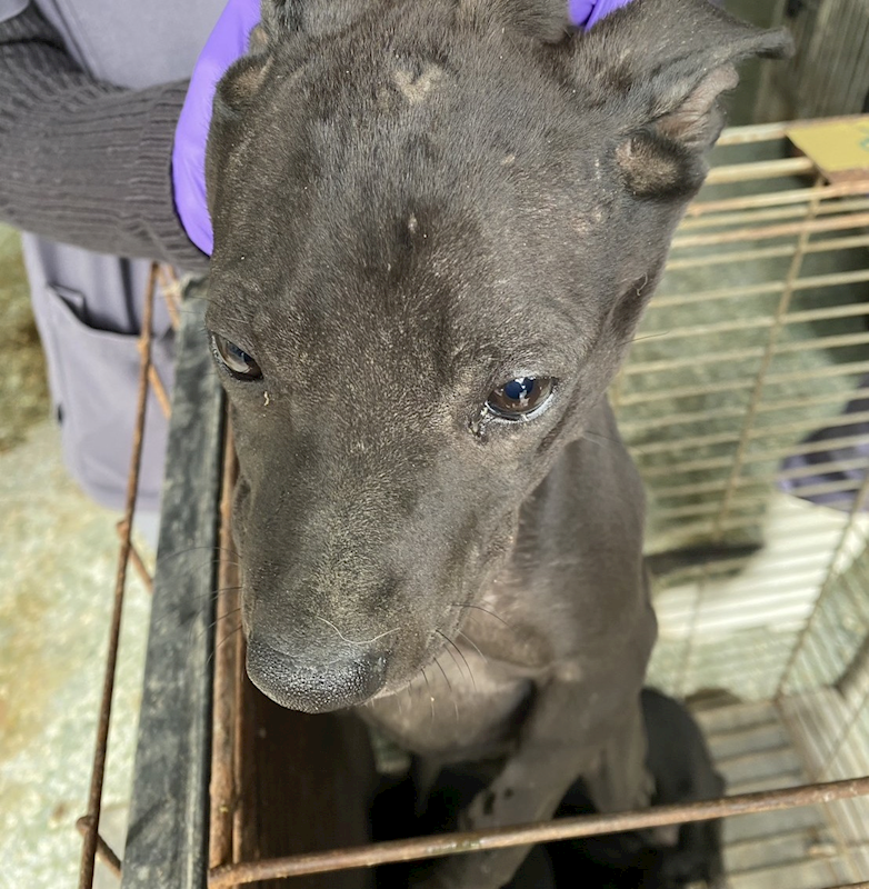 臺南市動物之家善化站,編號:437996, 混種犬          