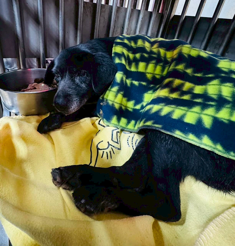 新北市板橋區公立動物之家,編號:437999, 混種犬          