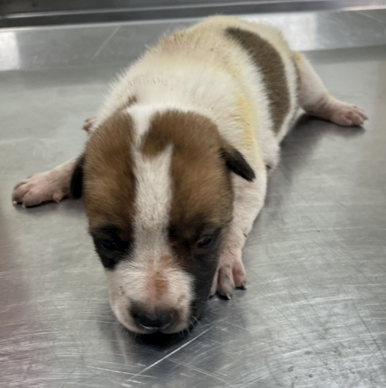 嘉義市動物保護教育園區,編號:420754, 混種犬          