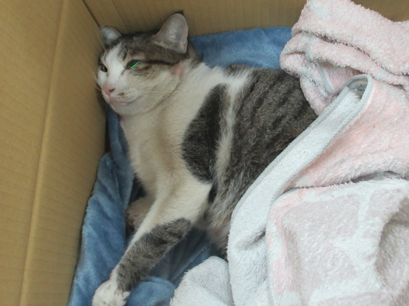 新竹市動物保護教育園區,編號:437995, 混種貓                 