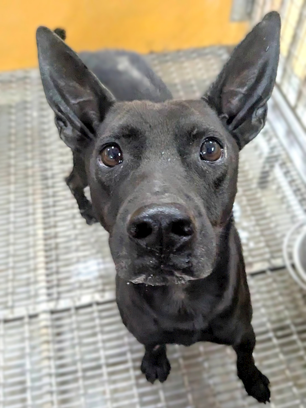 新竹縣動物保護教育園區,編號:437914, 混種犬          