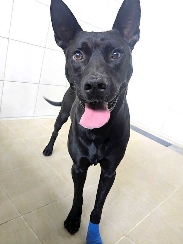 新竹縣動物保護教育園區,編號:435615, 混種犬          