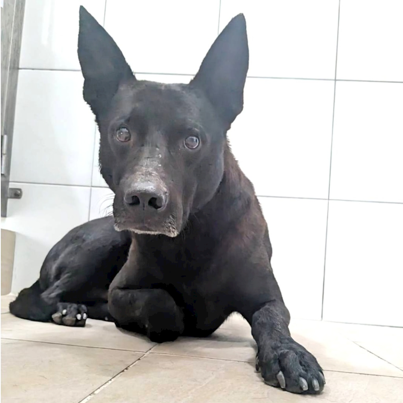 新竹縣動物保護教育園區,編號:437904, 混種犬          