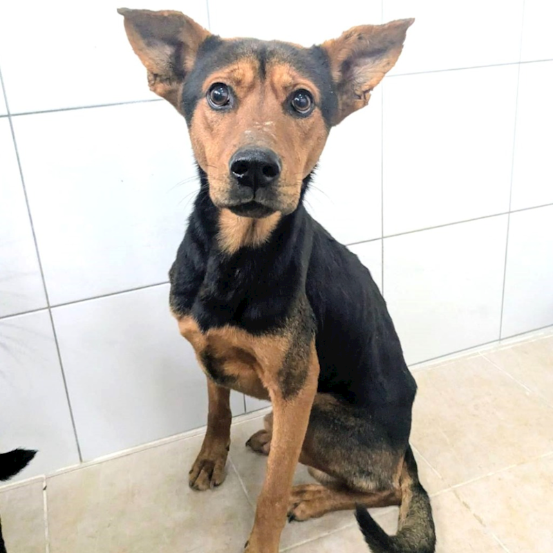 新竹縣動物保護教育園區,編號:435921, 混種犬          