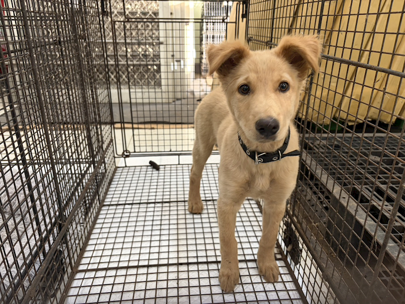 金門縣動物收容中心,編號:438138, 混種犬          