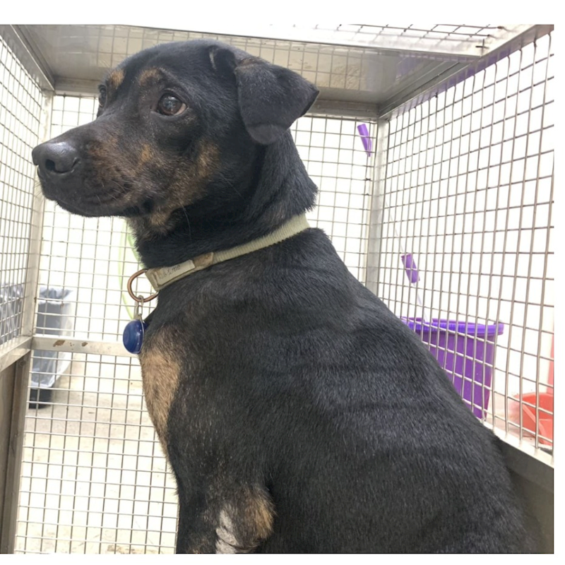 臺北市動物之家,編號:435739, 混種犬          