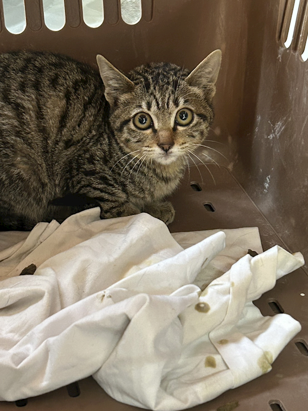 澎湖縣流浪動物收容中心,編號:438163, 混種貓                 