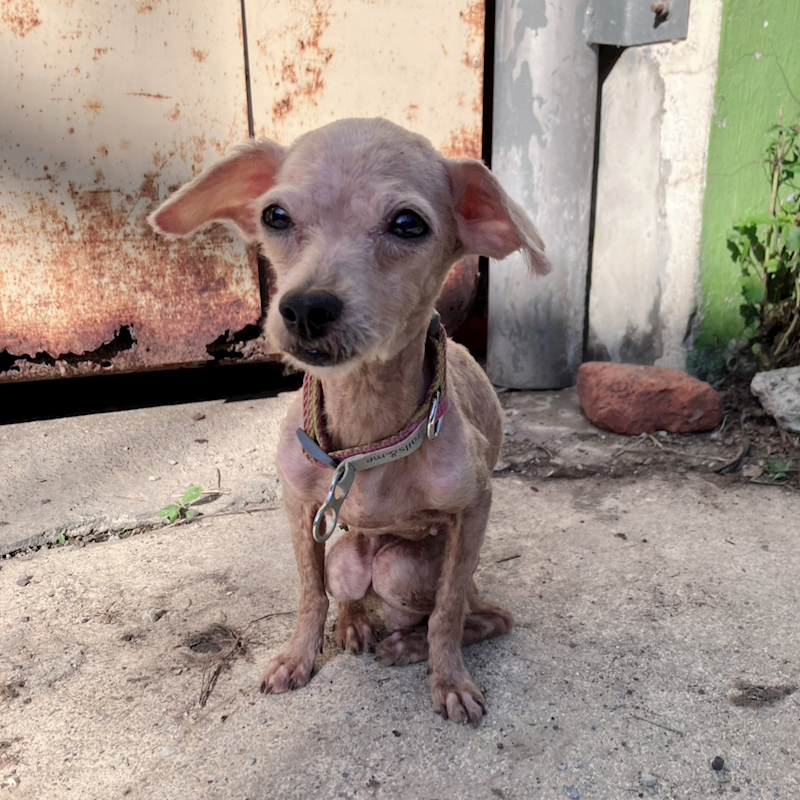 新北市新店區公立動物之家,編號:438130, 迷你貴賓犬