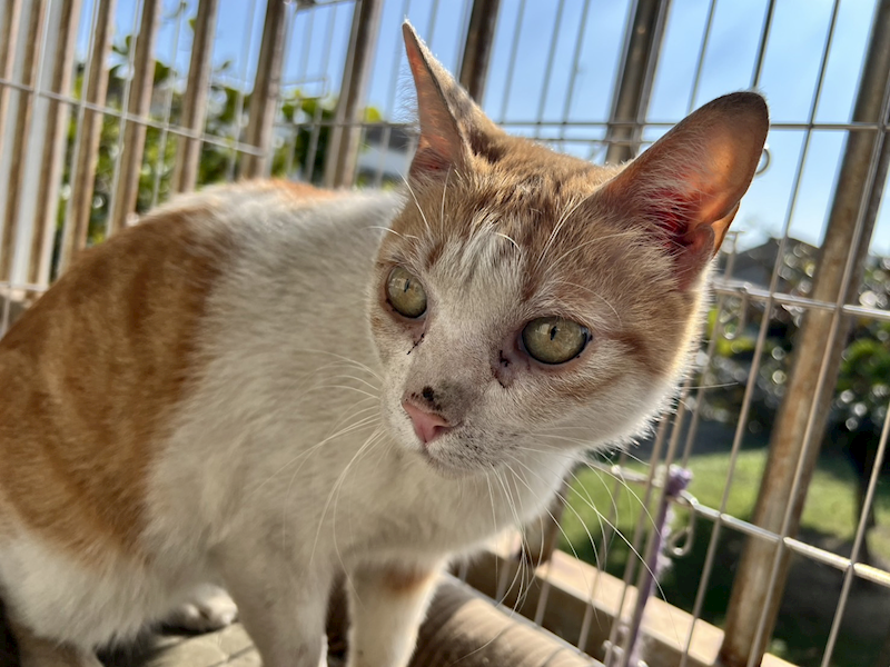 桃園市動物保護教育園區,編號:384643, 混種貓                 