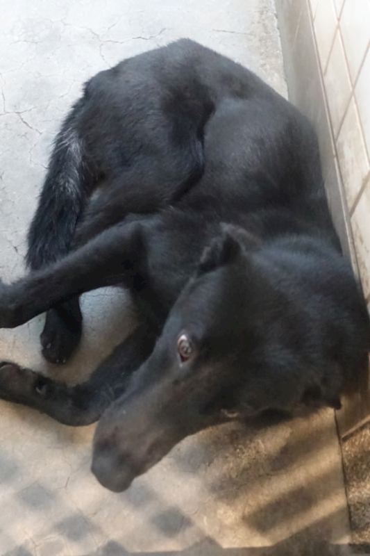 宜蘭縣流浪動物中途之家,編號:438129, 混種犬          