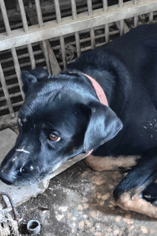 宜蘭縣流浪動物中途之家,編號:438128, 混種犬          